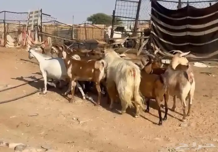 ماعز هجين طيبه سعرها مناسب جداا 0
