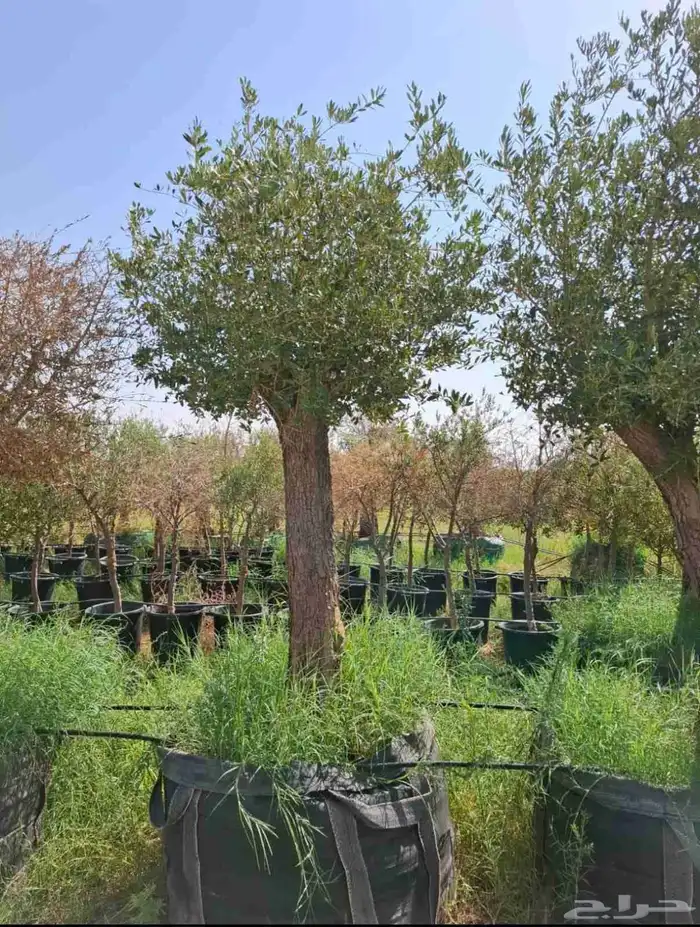 واشنطونيا 2