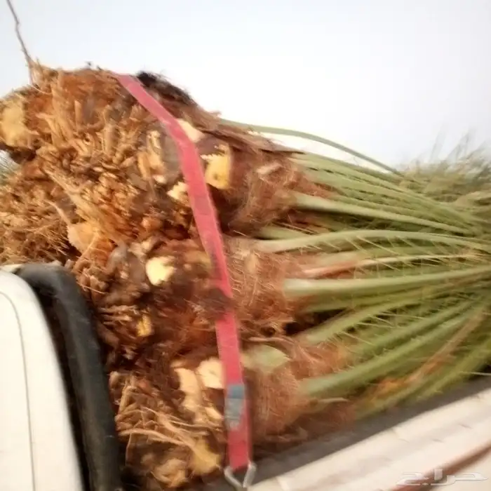 0534نخيل مثمر فسايل وجثايث ووشنطني كل المقاسات متوفره لديناء 7