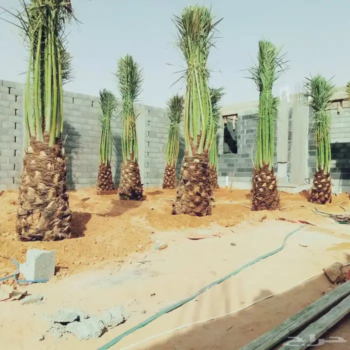 نخل مثمر للبيع اخلاص سكري صقعي مجدول ونانه عجوه خضري صفاوي 2