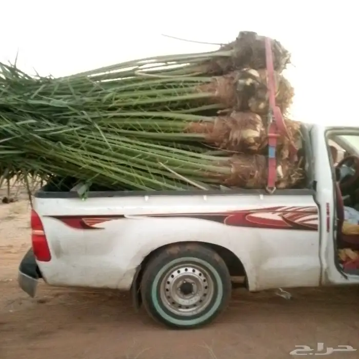 0534نخيل مثمر فسايل وجثايث ووشنطني كل المقاسات متوفره لديناء 8