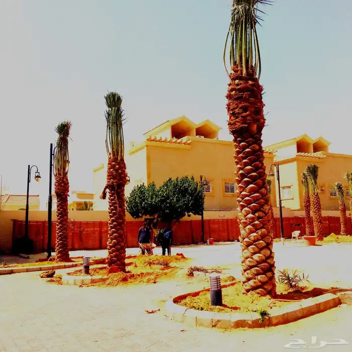 نخل مثمر للبيع اخلاص سكري صقعي مجدول ونانه عجوه خضري صفاوي 4