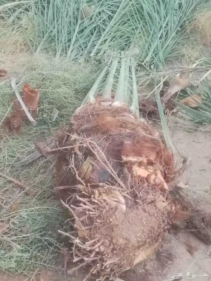 نخيل للبيع بجميع انواعها ومقاساتهاء 6