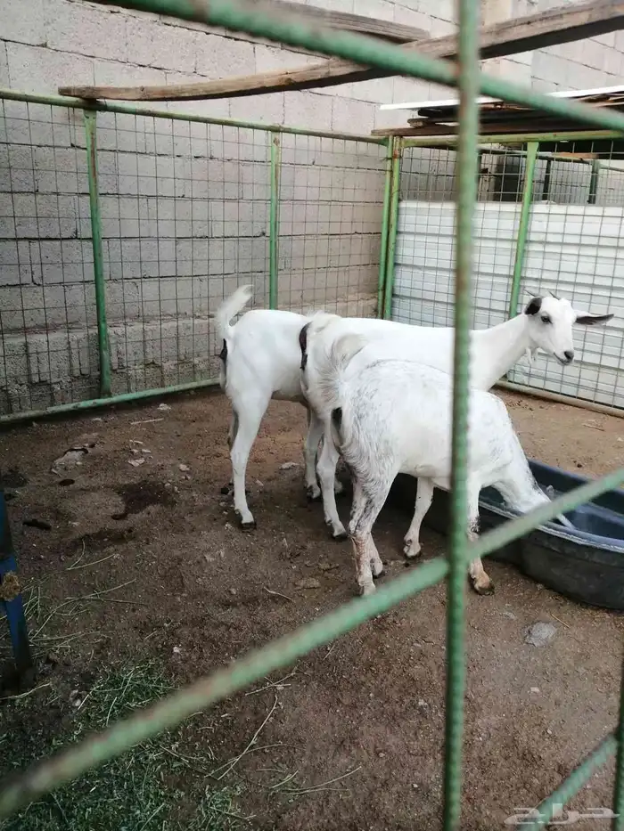 جفار بيشيات 0
