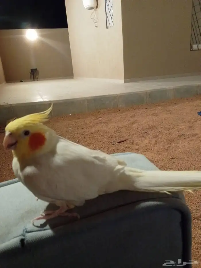 الو 1