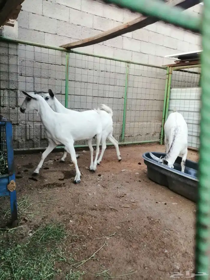 جفار بيشيات 3