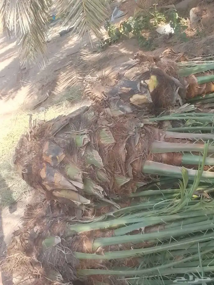 نخيل للبيع بجميع انواعها ومقاساتهاء 7