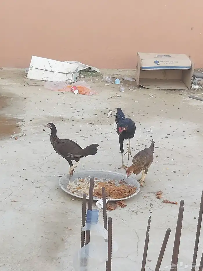 ديك ودجاجتين باكستاني 2