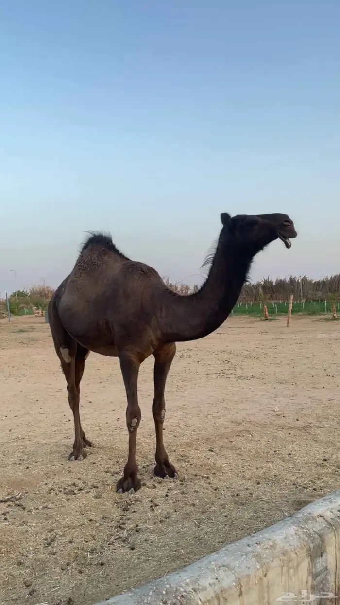 بكره على الحاكم فحل العجالين الي ابوه فحل بن خريجه السوم 32 0