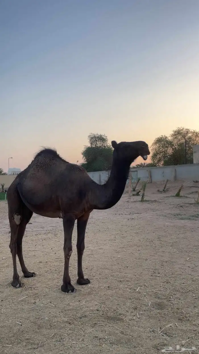 بكره على الحاكم فحل العجالين الي ابوه فحل بن خريجه السوم 32 1