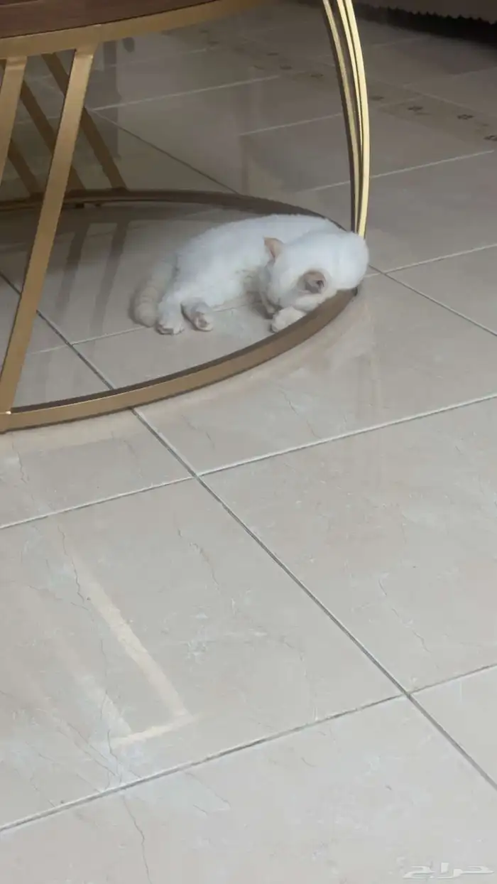 قطط سكوتش 0