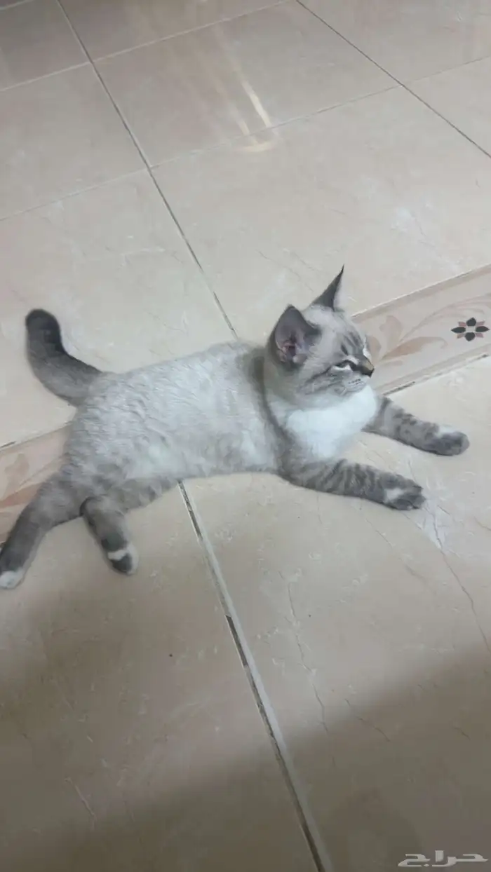 قطط سكوتش 3