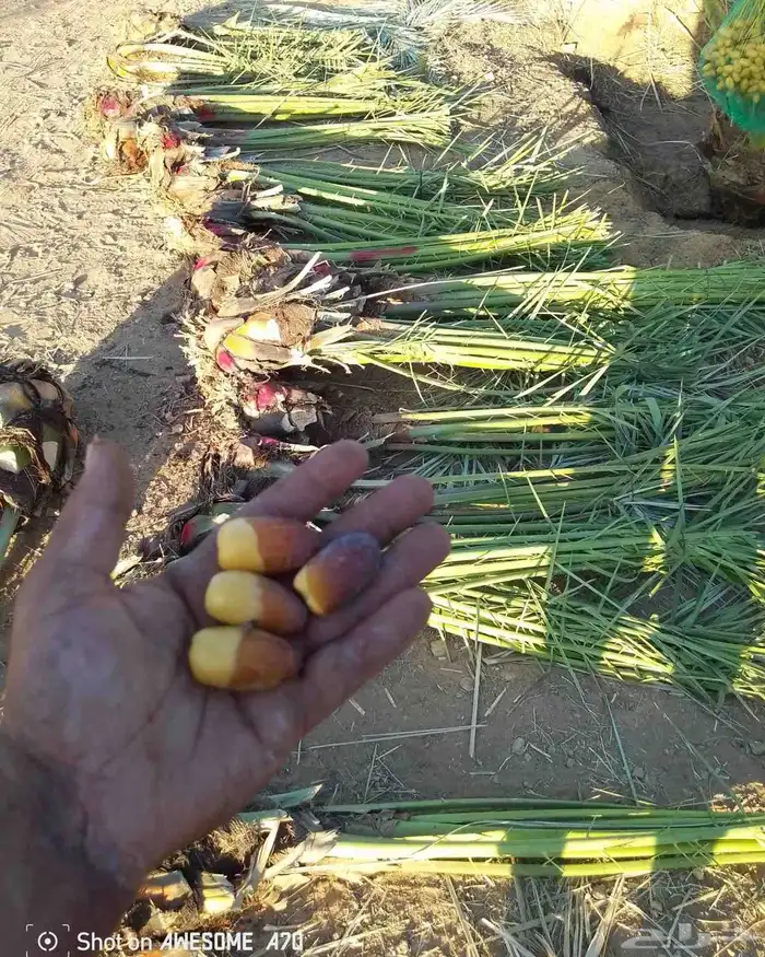 نخل بجميع انواعه نصدر إلى قطر البحرين. الكويت اليمن 8