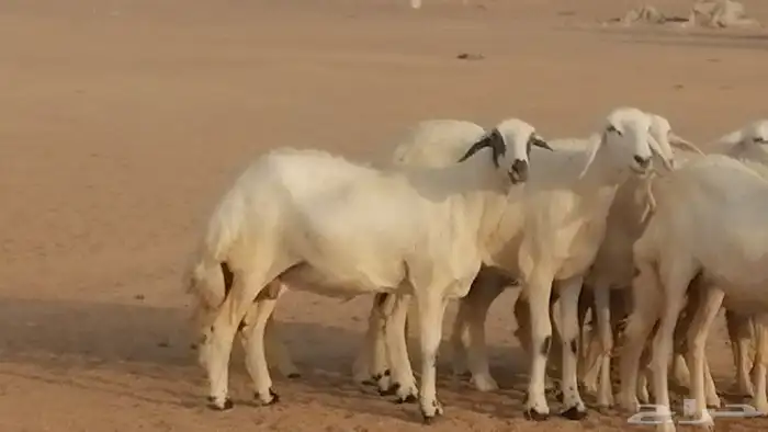 رخال حريات صنف فواخر غنم حرية دفيع 21