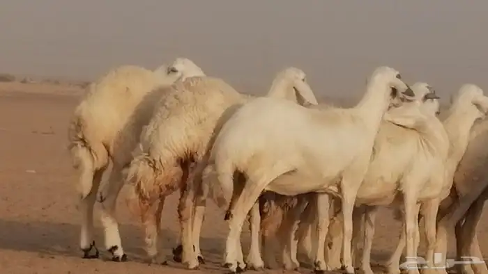 رخال حريات صنف فواخر غنم حرية دفيع 16
