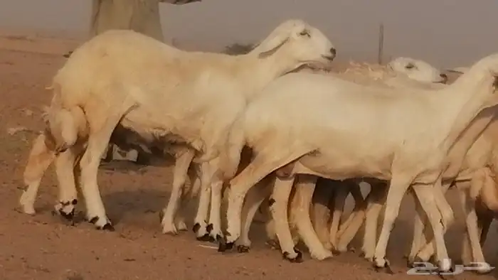 رخال حريات صنف فواخر غنم حرية دفيع 19