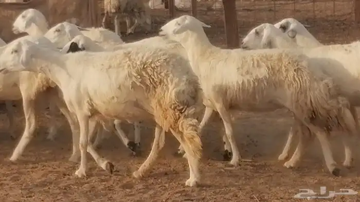 رخال حريات صنف فواخر غنم حرية دفيع 1