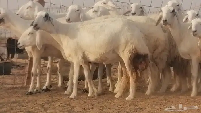 رخال حريات صنف فواخر غنم حرية دفيع 20