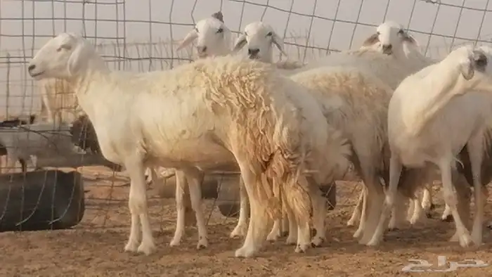 رخال حريات صنف فواخر غنم حرية دفيع 32