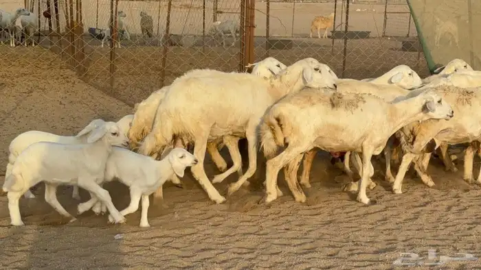 غنم حريات خالفات 2