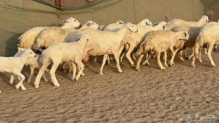 غنم حريات خالفات 1