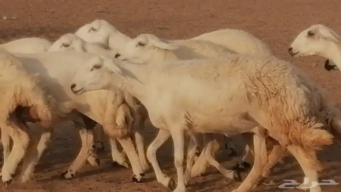 رخال حريات صنف فواخر غنم حرية دفيع 3