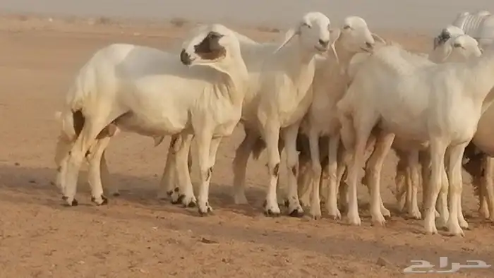 رخال حريات صنف فواخر غنم حرية دفيع 28