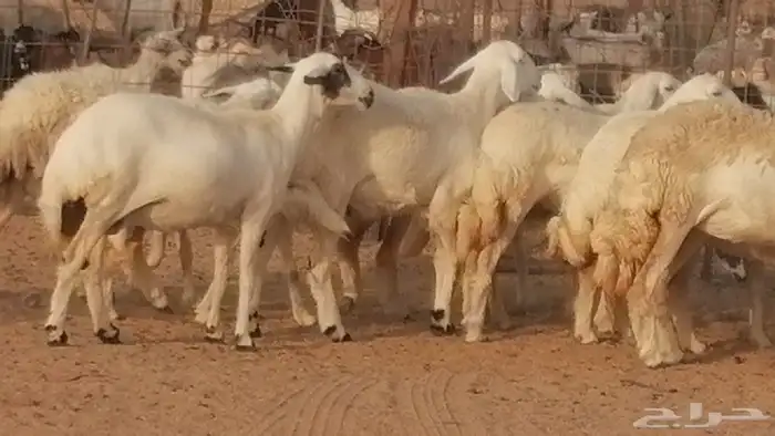 رخال حريات صنف فواخر غنم حرية دفيع 2