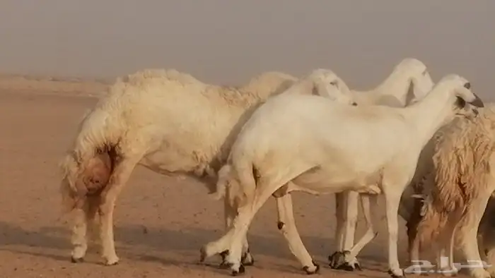 رخال حريات صنف فواخر غنم حرية دفيع 13
