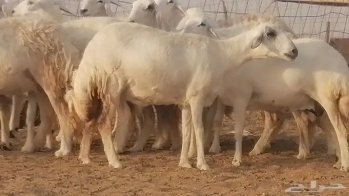 رخال حريات صنف فواخر غنم حرية دفيع 17