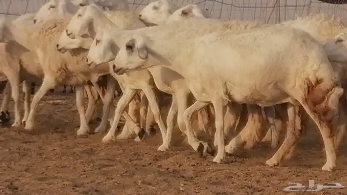 رخال حريات صنف فواخر غنم حرية دفيع 22
