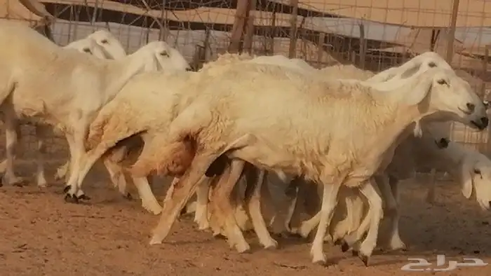 رخال حريات صنف فواخر غنم حرية دفيع 33