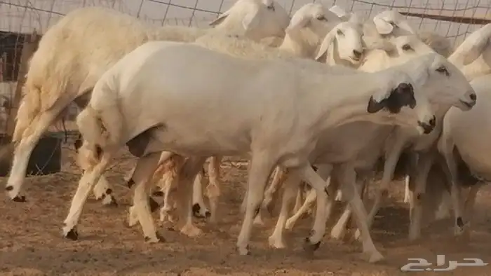 رخال حريات صنف فواخر غنم حرية دفيع 25