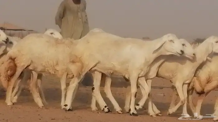 رخال حريات صنف فواخر غنم حرية دفيع 5
