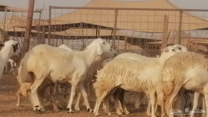 رخال حريات صنف فواخر غنم حرية دفيع 7