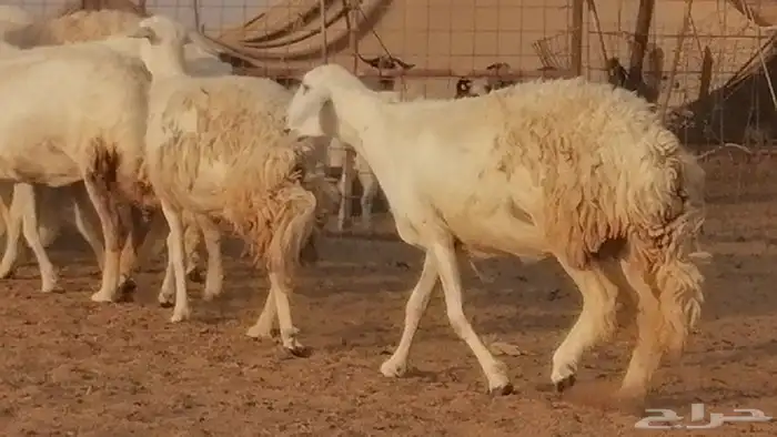 رخال حريات صنف فواخر غنم حرية دفيع 26
