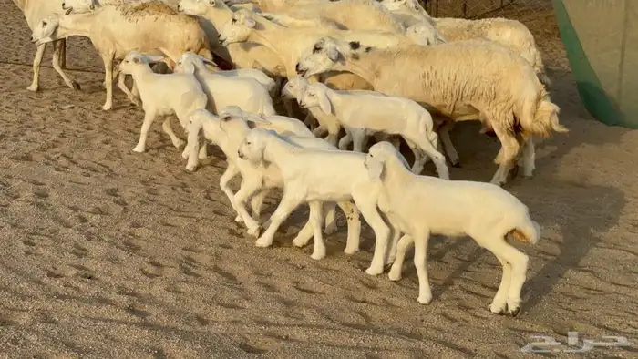 غنم حريات خالفات 4
