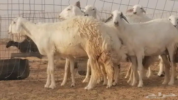 رخال حريات صنف فواخر غنم حرية دفيع 30
