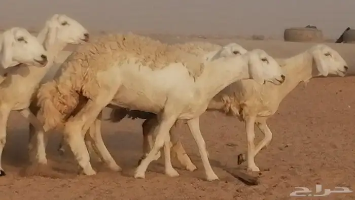 رخال حريات صنف فواخر غنم حرية دفيع 6