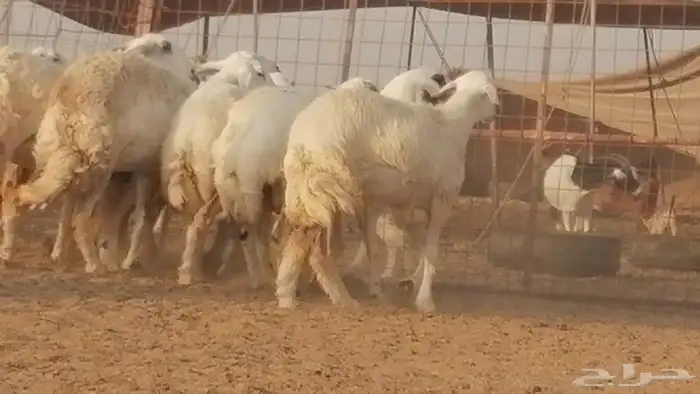 رخال حريات صنف فواخر غنم حرية دفيع 8
