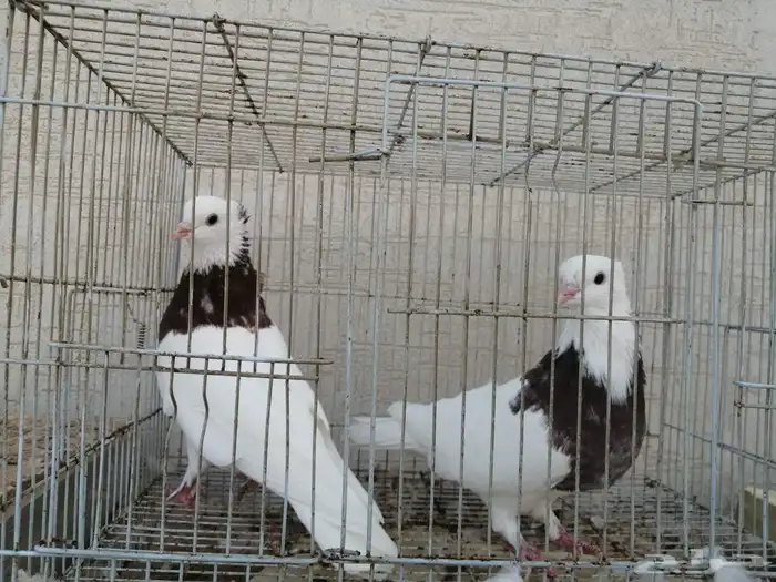 السلام عليكم للبيع حمام ايراني مطوق 0