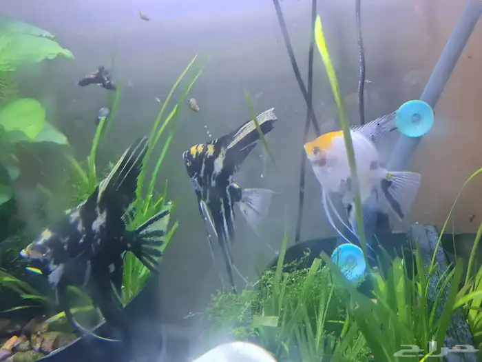 سمك زينه ثلاثه حبات 7