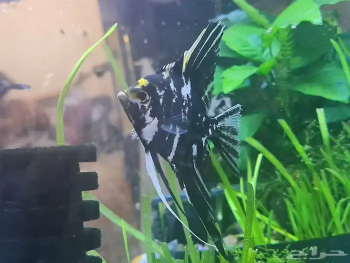 سمك زينه ثلاثه حبات 3