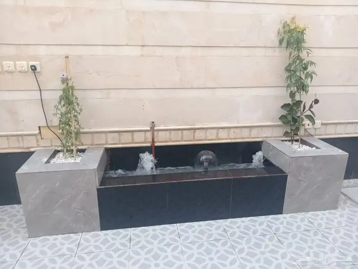 نخل طبيعي بلدي نشتين ونخل البرازيلي 8