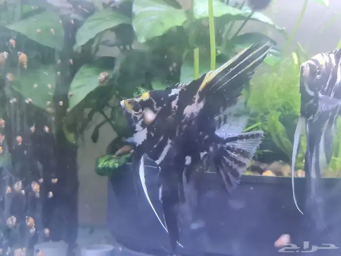 سمك زينه ثلاثه حبات 0