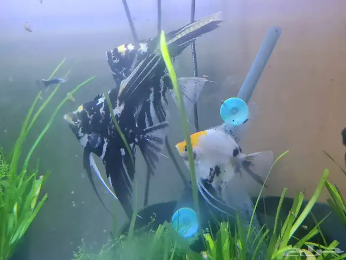 سمك زينه ثلاثه حبات 9