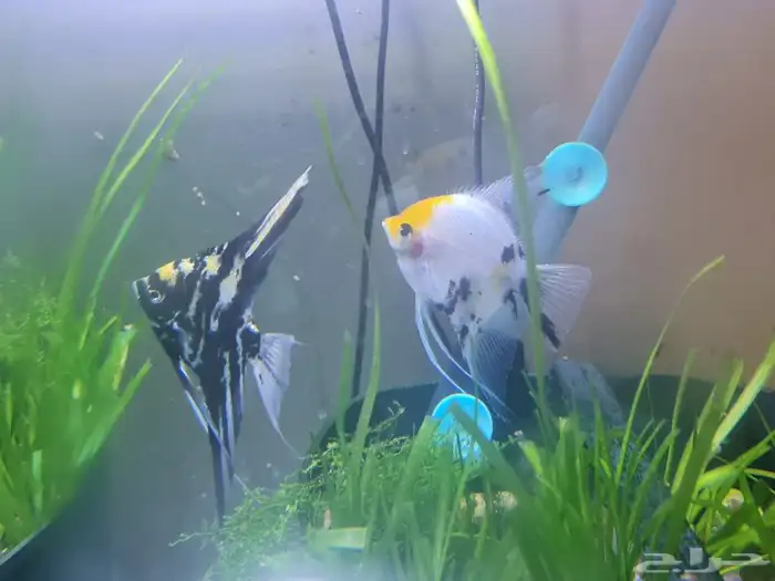 سمك زينه ثلاثه حبات 1