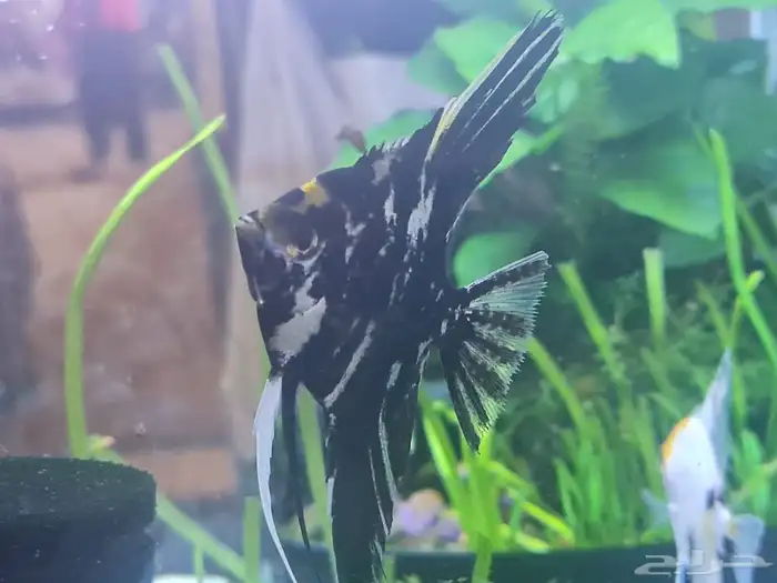 سمك زينه ثلاثه حبات 5