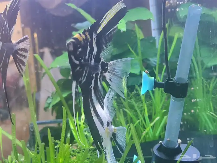 سمك زينه ثلاثه حبات 8