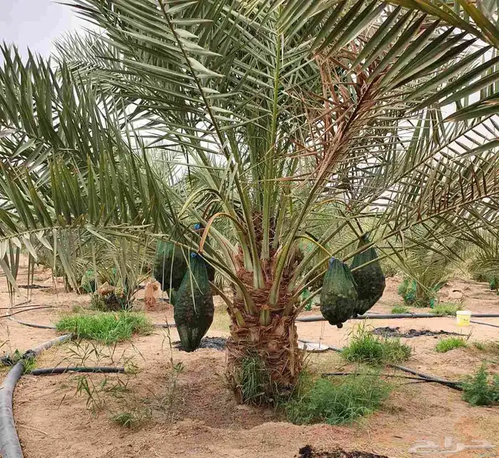 نخل مثمر للبيع خلاص برحي هلالي سكري نخيل واشنطني زينه للبيع 2